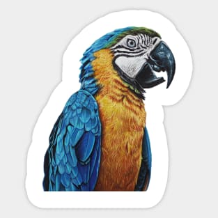 Parrot drawing Sticker